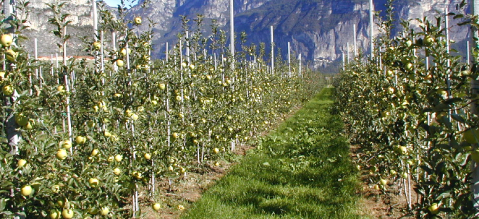 Coronavirus, il paradosso della solidarietà: dopo aver riscosso gli aiuti nazionali gli agricoltori trentini vengono